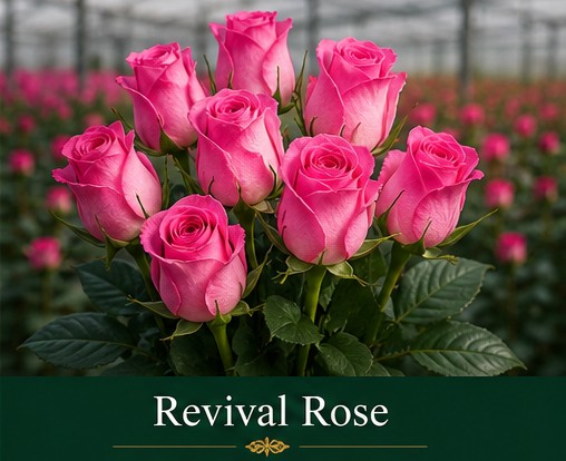 Revival rose